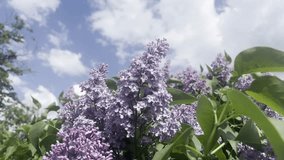 Lilac bushes sway in the wind against a cloudy sky. View from below. - Powered by Shutterstock - Get 15% off with code: PIKWIZARD15
