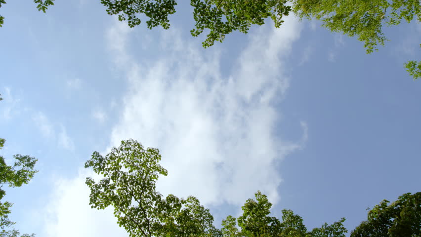 Looking Up the Sky in a Forest (ZOOM OUT)