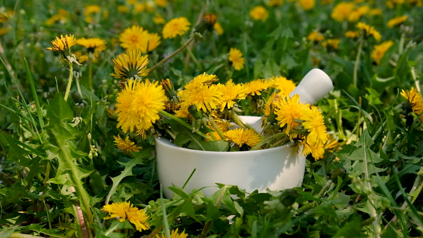 Dandelion extract and homeopathic supplements. Selective focus.