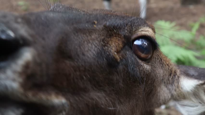 close up of deer in the zoo,malang, june 5,2025