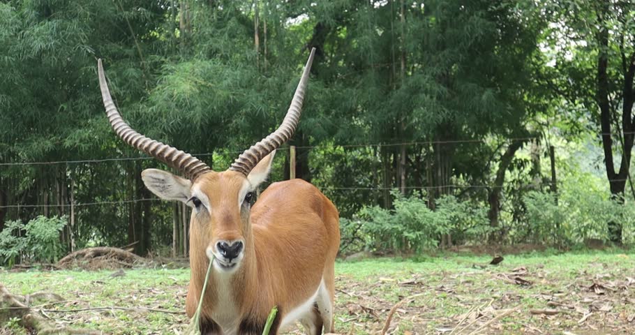 Antelope eating grass at an Indonesian zoo,malang, june 5,2025