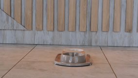 An Adorable and Cute Dog Playing and Enjoying Its Meal in a Beautiful Modern Kitchen Setting - Powered by Shutterstock - Get 15% off with code: PIKWIZARD15