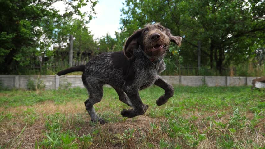 Playful german wirehaired pointer dog running on grass at garden on summer day. Funny brown drahthaar puppy plays with his owner jogging on green lawn. Concept of human and animal friendship. Slow mo