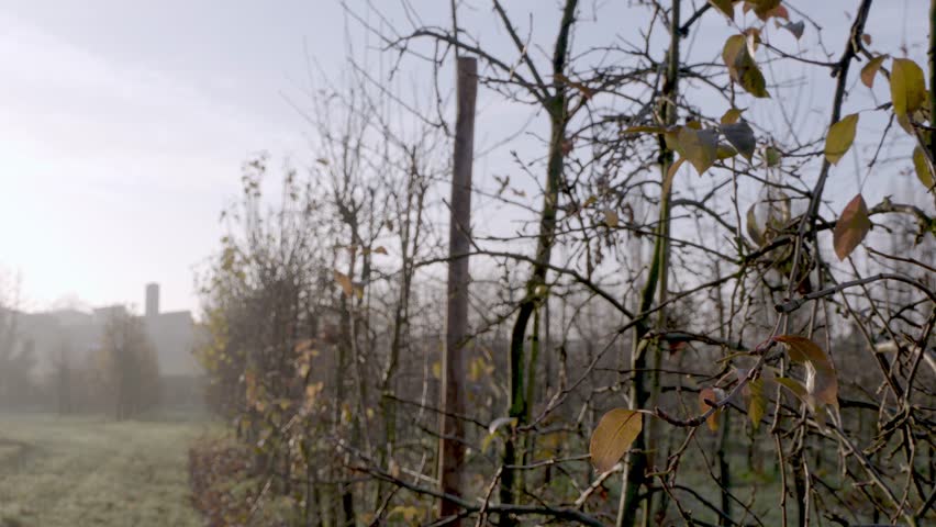 A wide shot reveals a misty English farm landscape with bare apple trees and distant fields, capturing the serene rural setting in autumn.
