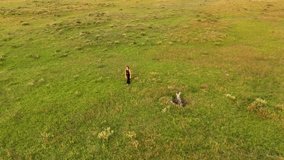 Woman doing stretch exercise and yoga on grass field during golden sunset in Uruguay. Aerial orbit shot. - Powered by Shutterstock - Get 15% off with code: PIKWIZARD15