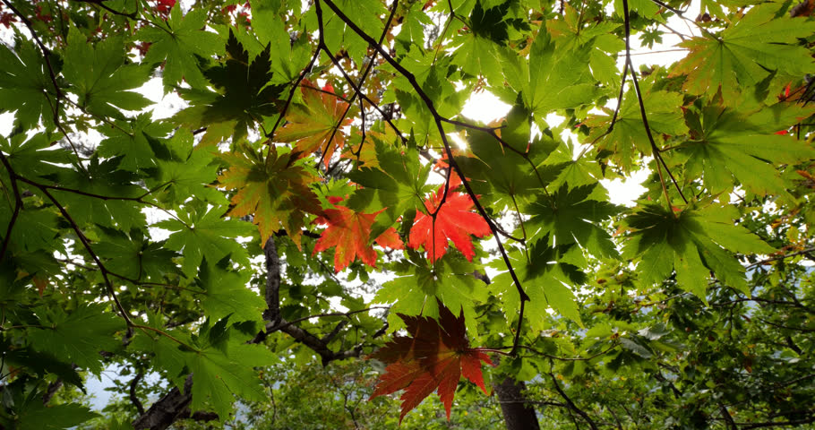 Sunlight streams through green maple leaves, some starting to turn red, capturing subtle seasonal shift along trail to Ulsanbawi Rocks. Scenic detail of early autumn foliage at Seoraksan National Park
