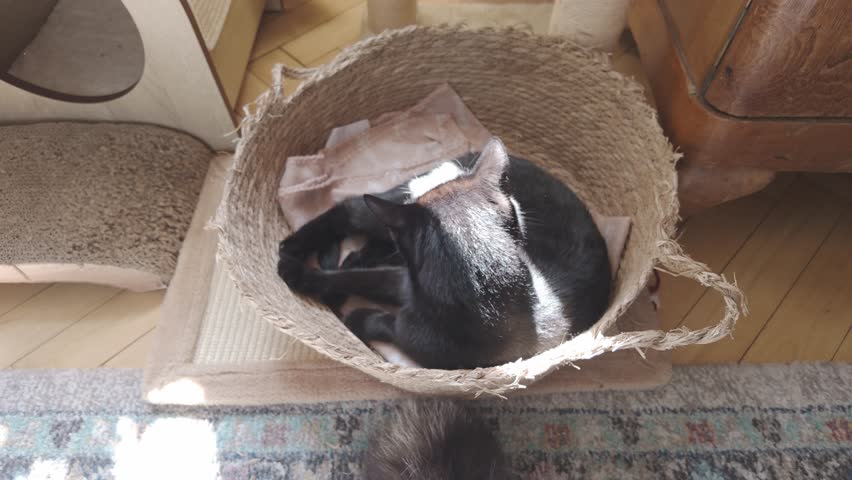 Domestic black cat licking its fur in warm sunlit comfy pet basket