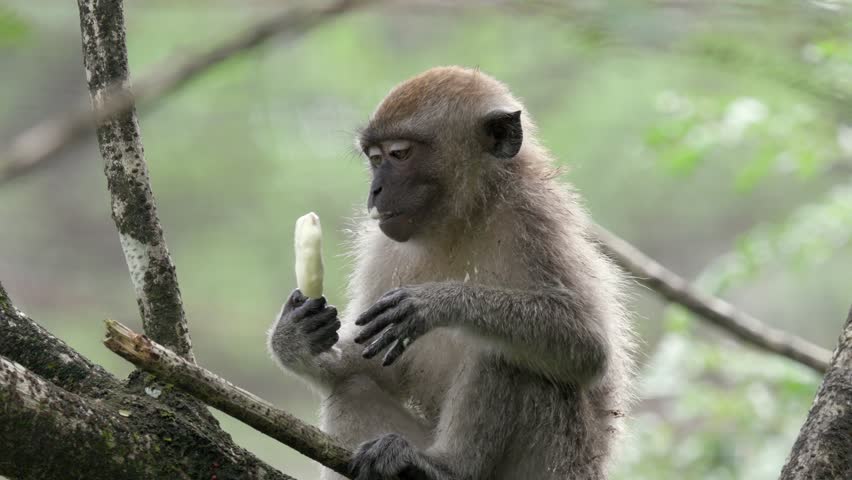 Monkey eating an ice-cream like a human. This long-tailed macaque has stolen an ice-cream from tourists