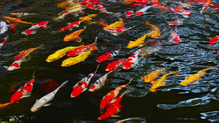 Colorful Japanese koi carp fish swim in a pond in a Japanese garden in Asia