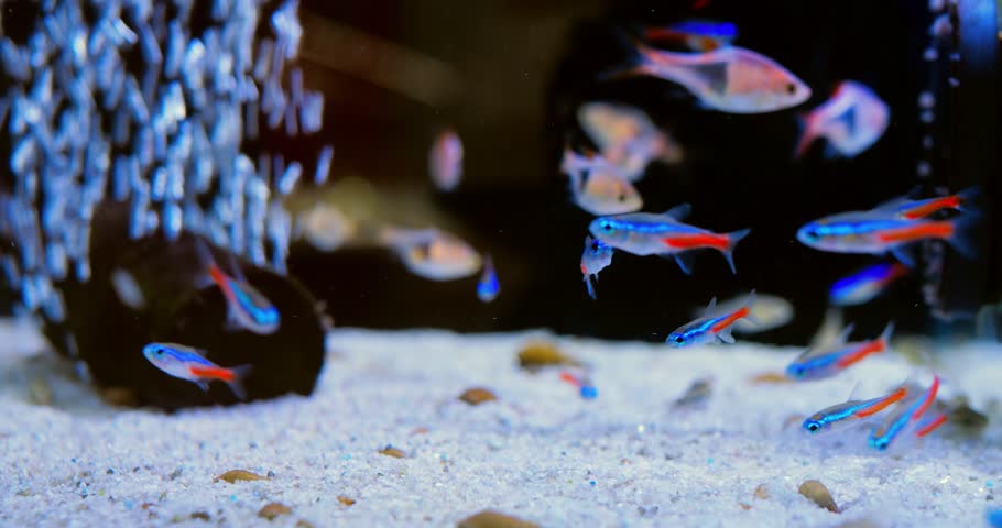 Vibrant ember tetra fish navigating through dark home aquarium, gliding over white sand with gentle bubble filter creating serene underwater environment. Concept of aquarium fish