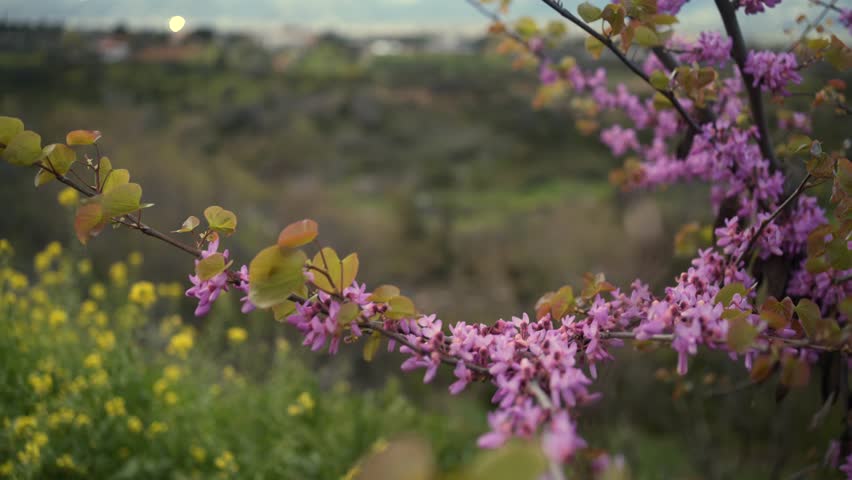 Close up, shallow depth of field isolated footage of Cercis siliquastrum blossom flowers, blowing in the wind 4K
