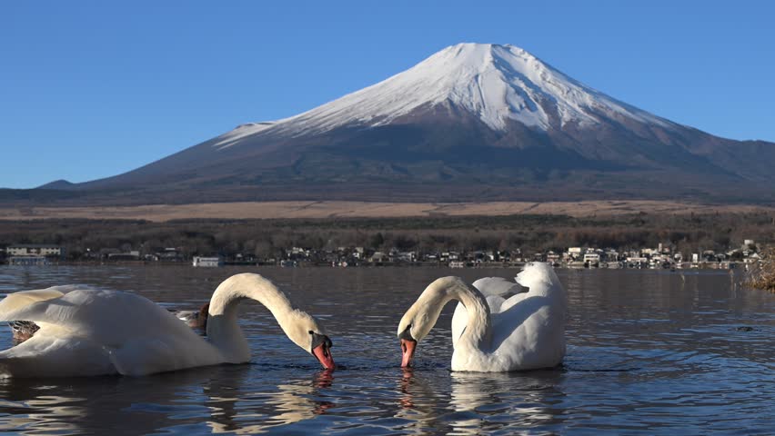 Graceful pair of swans swimming, interacting near pristine Lake Yamanaka with snow capped Mount Fuji silhouetted against winter landscape in peaceful Japanese scenery