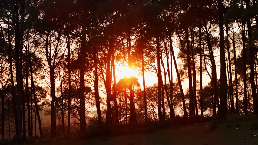 
As the sun sets, golden rays gently pass through the trees, casting a warm glow across the forest. This peaceful moment is captured in stunning 4K.