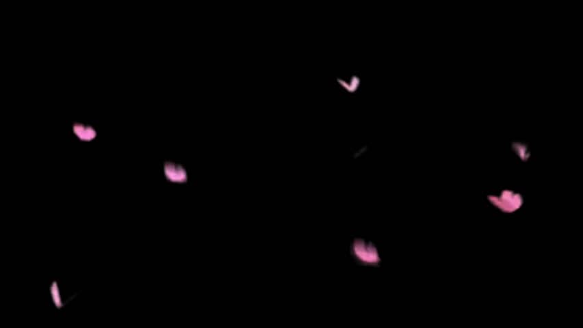 Pink butterflies with black background