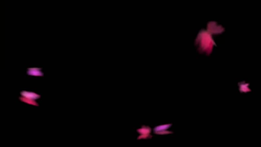 pink butterflies with black background