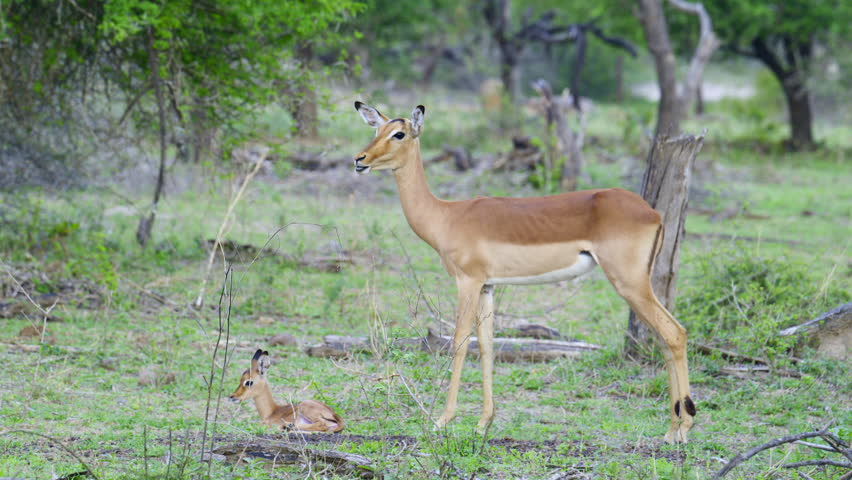 Impala (Aepyceros melampus) or Rooibok female with her new born calf resting on the ground, Kruger National Park, South-Africa.