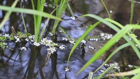 Cherry Blossom Petals Floating in a Clear Stream on a Sunny Spring Day - Powered by Shutterstock - Get 15% off with code: PIKWIZARD15