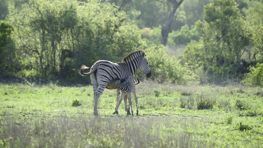 Plains Zebra (Equus quagga burchellii ) female biting at her foals leg while suckling, Kruger National Park, South-Africa.