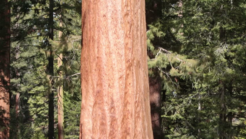 Giant Redwood Sequoia tree National Park tilt up. Sequoia National Park in southern Sierra Nevada mountains east of Visalia, California. Established September 25, 1890. The park spans 404,063 acres.
