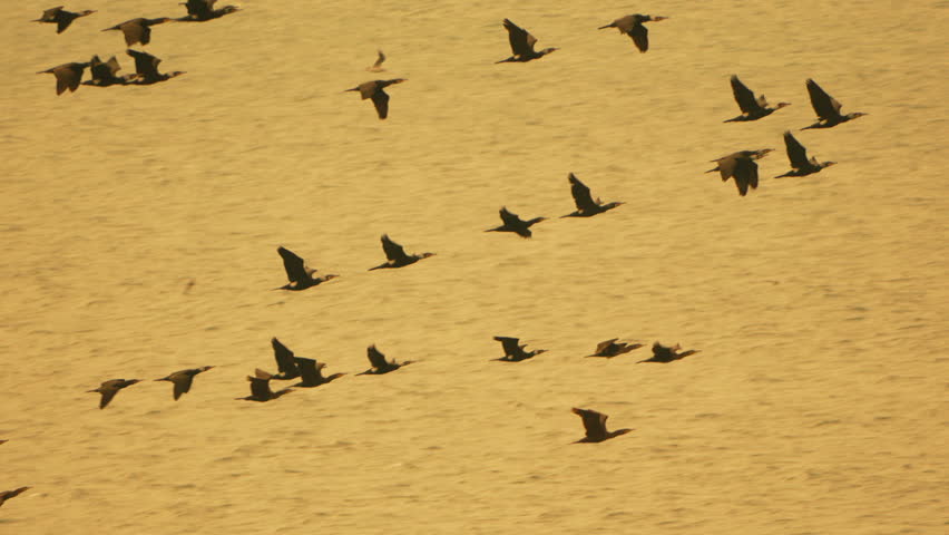 Birds Cormorants Flight: Cormorants fly over sea during day to find food, creating dynamic visual texture.