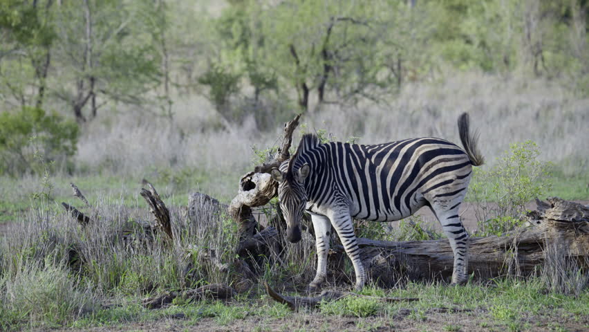 Plains Zebra (Equus quagga burchellii ) scratching against a fallen dead tree, Kruger National Park, South-Africa.