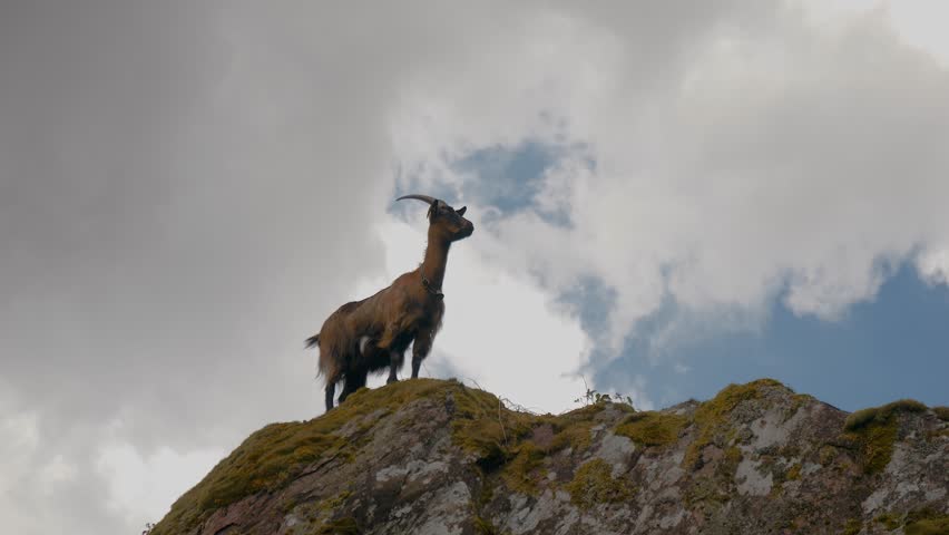 A cute goat stands on a rocky outcrop. It