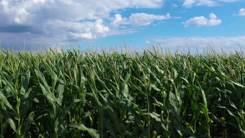 Lush green corn crop plantation field in diminishing perspective seen from the drone point of view, aerial shot in 4K, high angle view