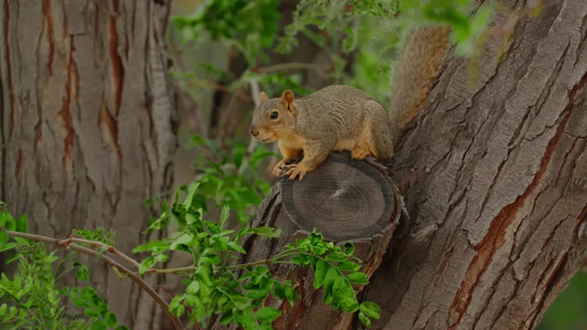 Experience the world through the eyes of a squirrel as it navigates a swaying tree in windy Boulder, Colorado.