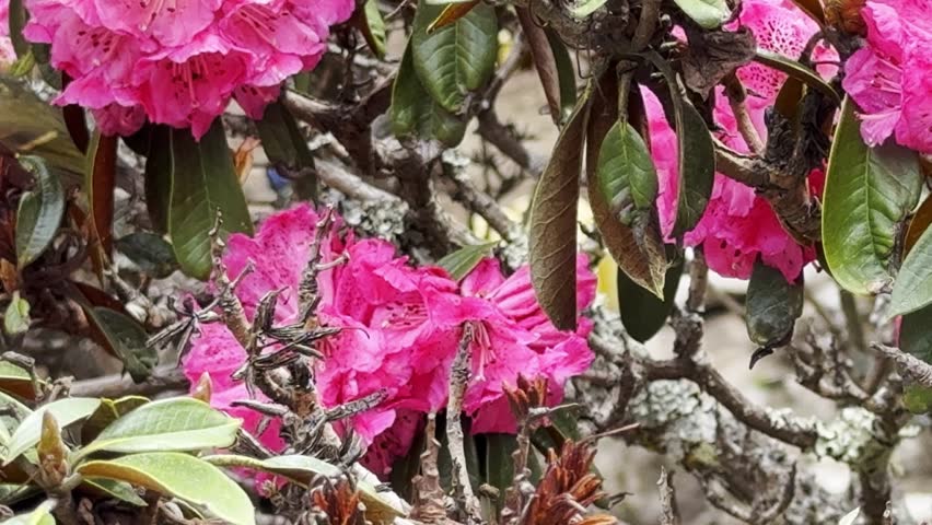 A vibrant Himalayan bird perches near blooming Lali Guransh-Rhododendron flowers in the highlands of Nepal—an enchanting moment of color, nature, and life in the Himalayas.