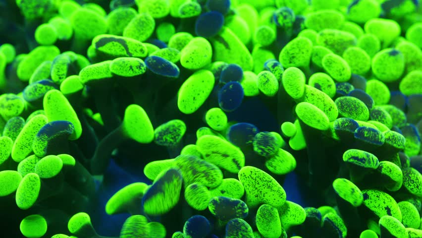 Macro shot of Paraancora coral under actinic lighting, showing bright green tentacle ends with deep blue speckles and irregular splotches across fleshy surface in reef aquarium