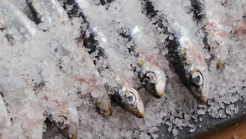 Chef cooking Fresh Sea sardines and Anchovy Fish and Mullus, salted fermented fish, On Display On Ice On Market Store Shop. Seafood Fish Background, sprats, smelt close up stand of small salty white