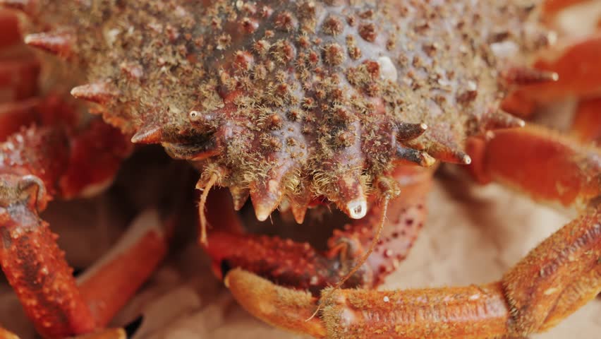 Cooked crabs on ice plate served in restaurante, black slate background, top view.