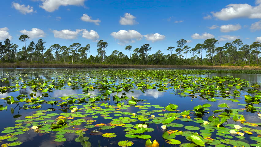 Sunny landscape over forest lake water in southern tropical wetlands. Amazing Florida nature on a sunny day