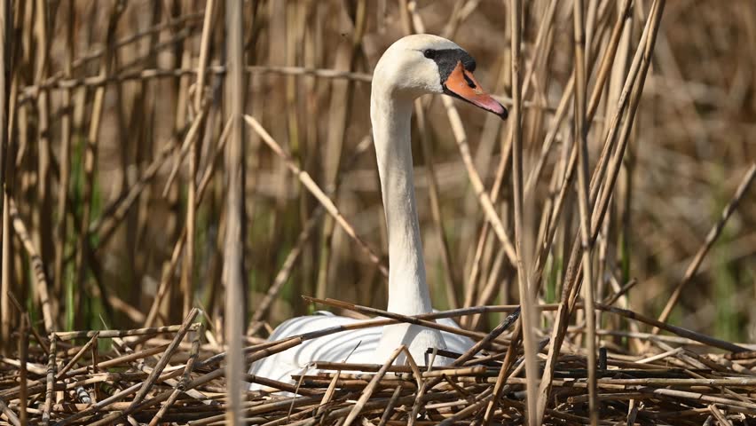 Mute Swan Sitting On Eggs In Natural Conditions