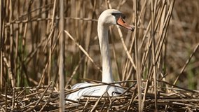 Mute Swan Sitting On Eggs In Natural Conditions - Powered by Shutterstock - Get 15% off with code: PIKWIZARD15