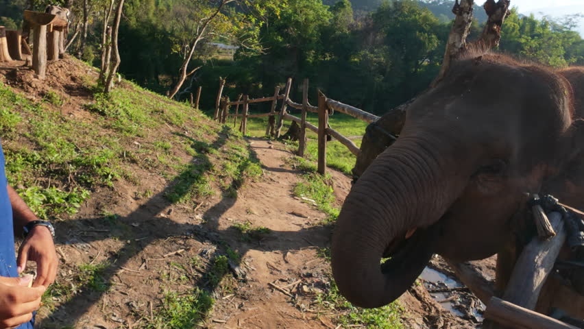 An elephant at Chiang Mai Elephant Farm in Thailand being fed through a wooden fence with a piece of food.