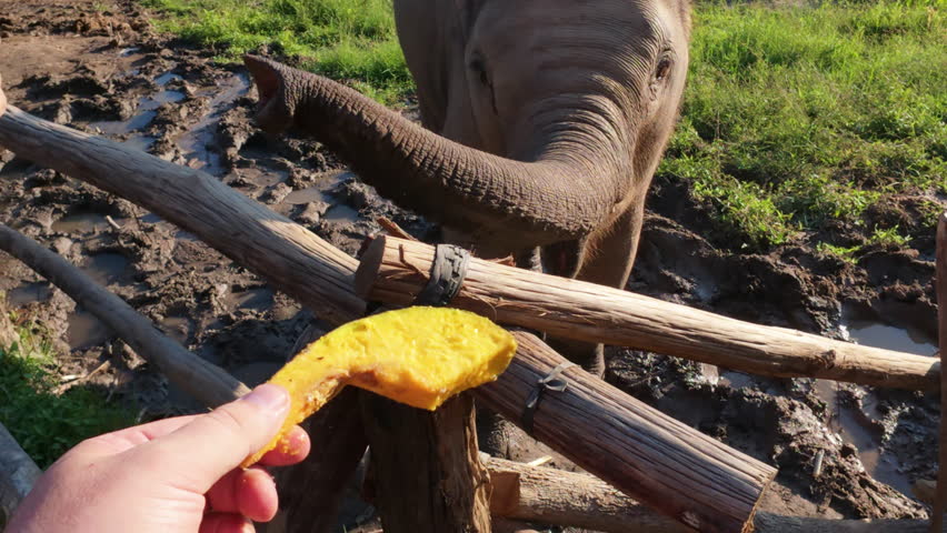 An elephant at Chiang Mai Elephant Farm in Thailand being fed through a wooden fence with a piece of food.