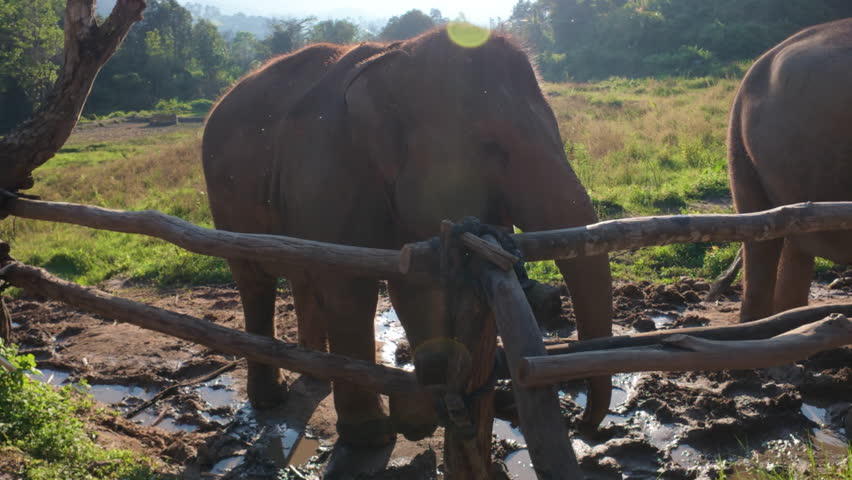 An elephant at Chiang Mai Elephant Farm in Thailand being fed through a wooden fence with a piece of food.
