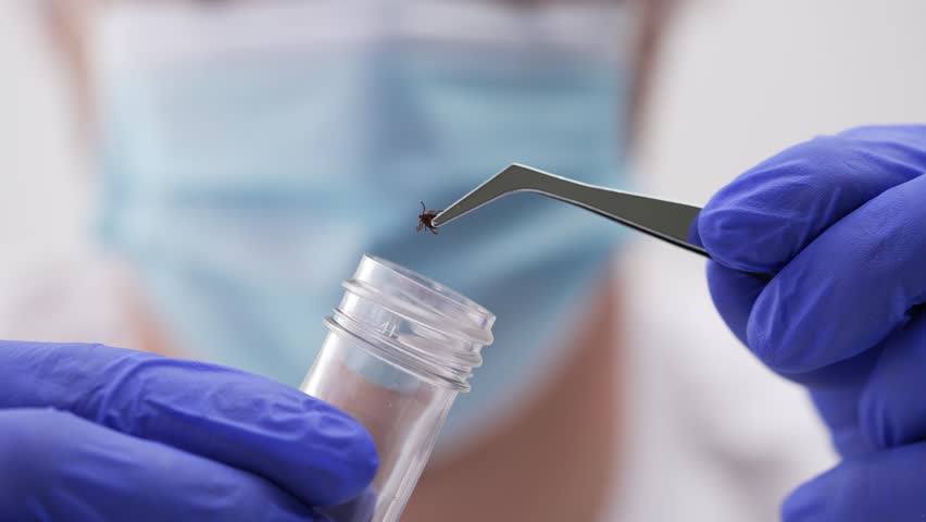 Professional lab technician wearing protective gloves and mask carefully transferring tick specimen into test tube using precise technique for medical research and disease analysis