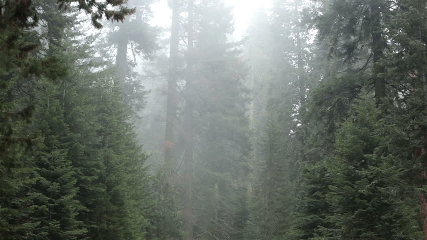 Sequoia National Park redwoods mist and fog. Sequoia National Park in southern Sierra Nevada mountains east of Visalia, California. Established on September 25, 1890. The park spans 404,063 acres. 