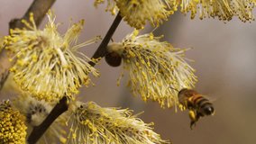 Diligent european honey bee harvesting pollen from soft willow catkins, supporting vital pollination process and maintaining delicate ecosystem balance during vibrant spring season - Powered by Shutterstock - Get 15% off with code: PIKWIZARD15