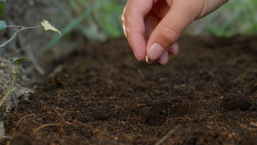 Planting seeds in the ground with the help of children. close-up of children's hands.