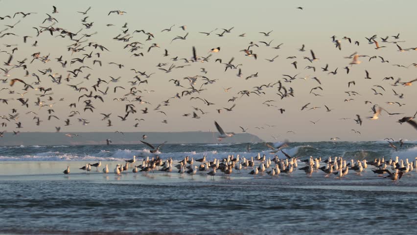 Flock of seagulls flying over ocean waves at sunset. Nature freedom concept