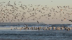 Flock of seagulls flying over ocean waves at sunset. Nature freedom concept - Powered by Shutterstock - Get 15% off with code: PIKWIZARD15
