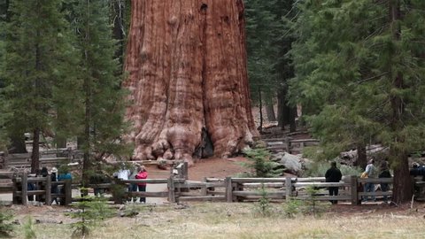 SEQUOIA NATIONAL PARK, CALIFORNIA APR 2013: Tourists Sequoia National Park General Sherman Tree. Sierra Nevada mountains east of Visalia. Established September 25, 1890. The park spans 404,063 acres.