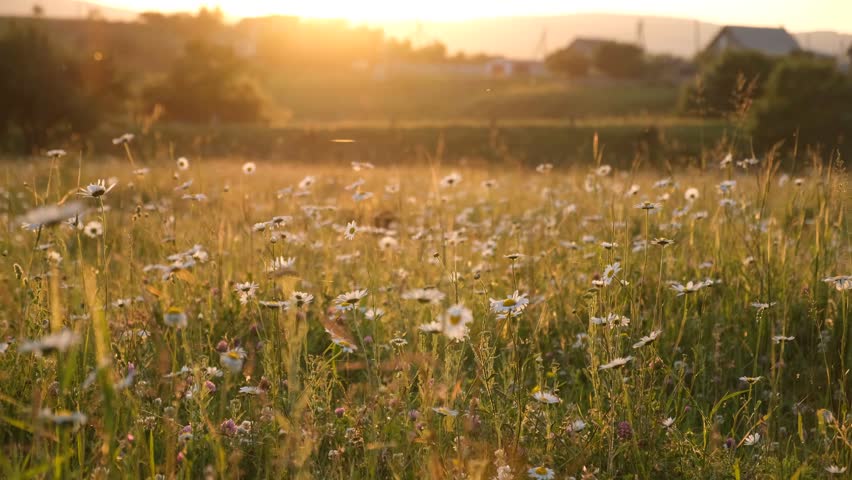 Daisies sunlight cobwebs. Beautiful white daisies close-up at sunset. Evening natural golden blurred background. The concept of fragility and tenderness of wildflowers. Summer warm natural background