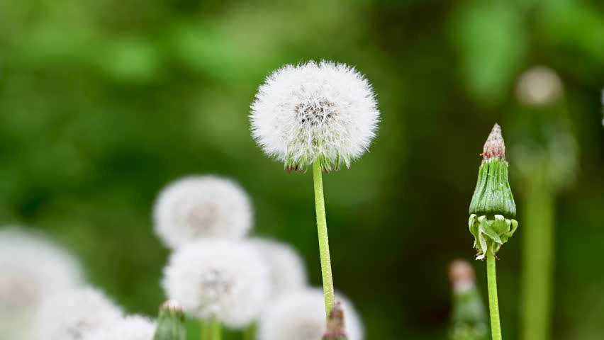 video of dandelions in a meadow close-up in spring