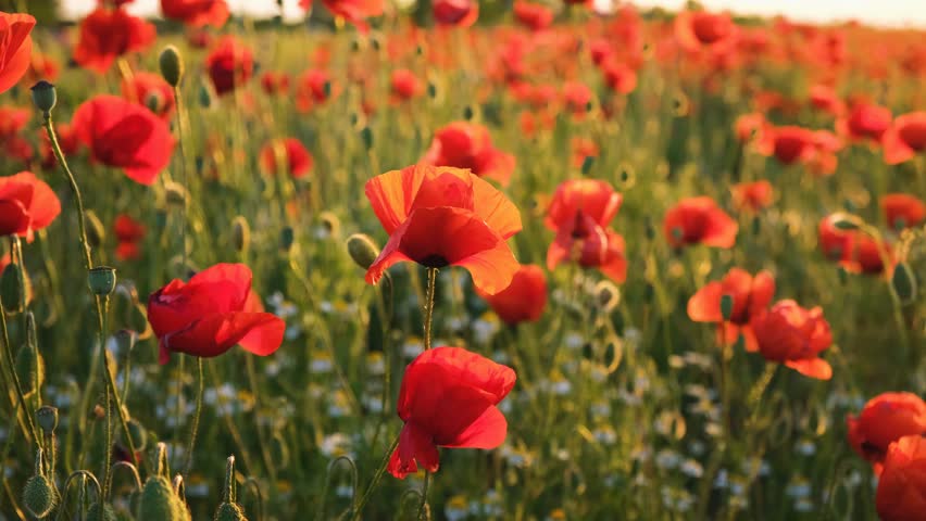 Poppies field sunset. Bright scarlet flowers in the orange sunset light. Warm atmospheric summer landscape. Natural background for design, wallpaper, paintings. Wild wildflowers in the setting sun