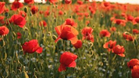 Poppies field sunset. Bright scarlet flowers in the orange sunset light. Warm atmospheric summer landscape. Natural background for design, wallpaper, paintings. Wild wildflowers in the setting sun - Powered by Shutterstock - Get 15% off with code: PIKWIZARD15