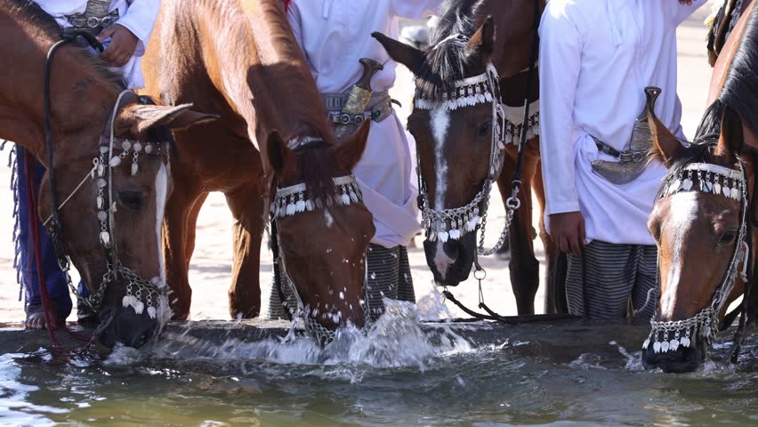 Arabian horses drinking water in a farm in Oman. High quality 4k footage.